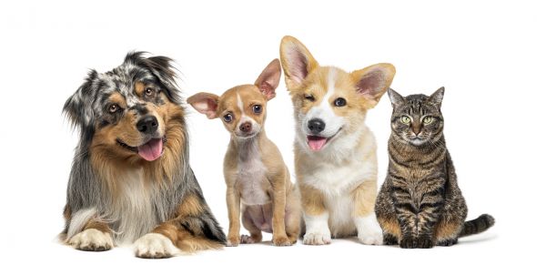 Evansville Pets