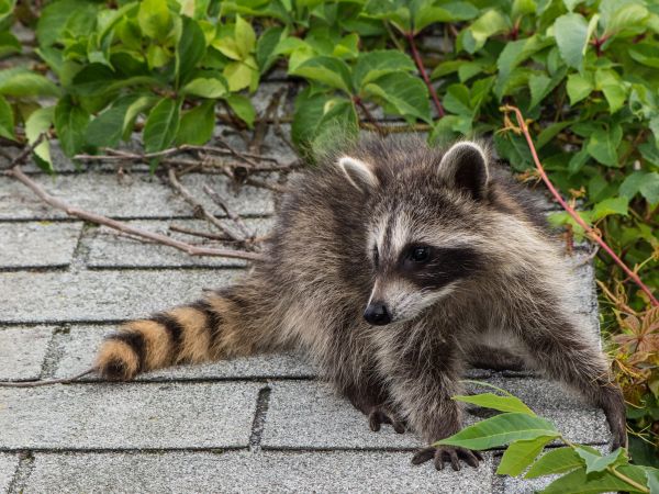 Evansville Wildlife Removal