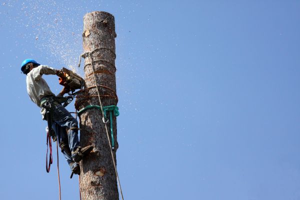 Evansville Tree Removal
